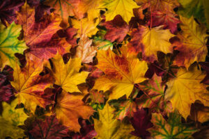 Autumn maple tree leaves full frame arrangement with many colorful leaves