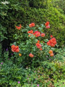 PXL_20240615_091212059