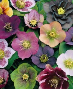 helleborus_orientalis_mix_a_1