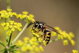 wasp